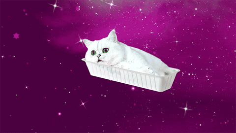 johnbeckers giphyupload cat space pizza GIF