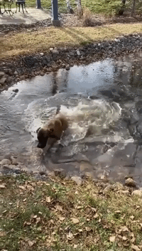 Dog Takes Plunge Into Frozen Pond