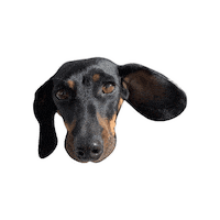 Versilia Bassotto Sticker by Stagione Arte