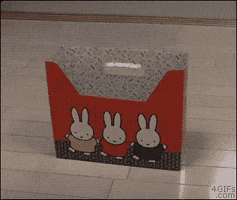 cat GIF