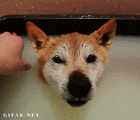 dog smile GIF