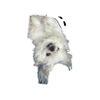 Team Sticker by Caravan of Paws