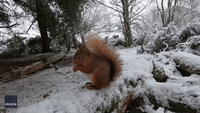 Red Squirrel Nibbles on Snack Against Snowy Backdrop in Scottish Highlands