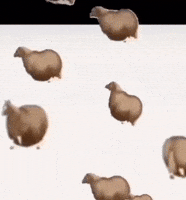 Txiqs GIF