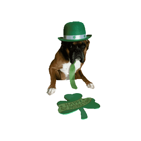 loutheboxerdog dog boxer lou louie Sticker