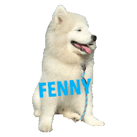 Fenwayfluff Sticker by Kush Queen Shop