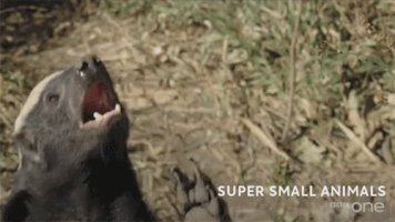 bbc cute animal bbc creature GIF