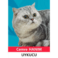 Cat Sticker by Baskıcı Reklam