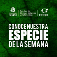 Urosario GIF by Universidad del Rosario