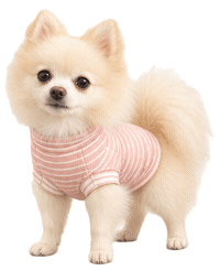 Dog Pomeranian Sticker by MISTER WOOF