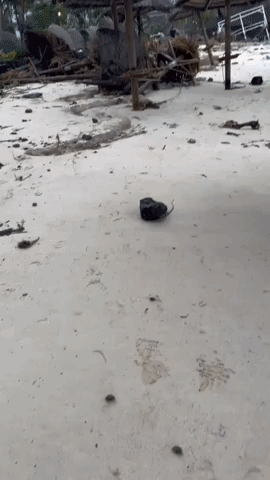 Debris Scattered Across Mauritius Beach as Tropical Cyclone Freddy Impacts Region