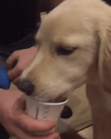 Delighted Dog Enjoys a Puppucino