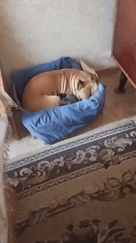 cuteanimalland giphyupload GIF