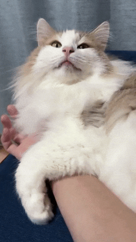 cuteanimalland giphyupload GIF