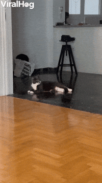 Man Chases Cat, Cat Chases Man 