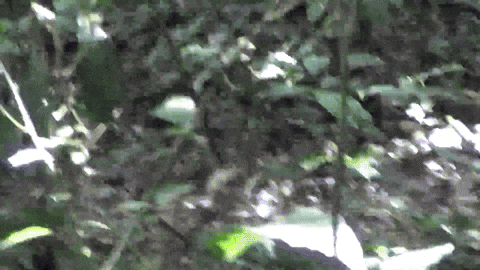 248164ee043244a5801b70cdca89e612 giphyupload GIF