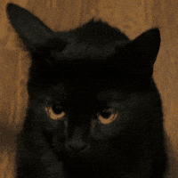Angry Black Cat GIF