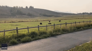 Bear Cubs Wrestle and Ramble Over Wyoming Pasture