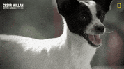 Dogwhisperer GIF by National Geographic Channel
