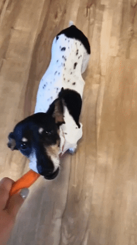 Xinmei dog dachshund pepperdog GIF