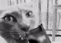 Nom Nom Cats GIF