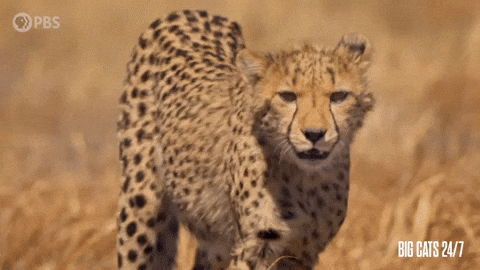 Season 2 Cheetah GIF by PBS