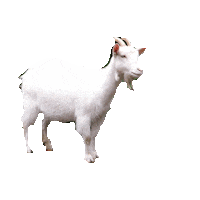 Goat Sticker by imoji
