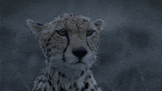 rain drizzle GIF