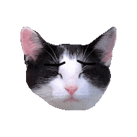 Scaredy Cat Sticker