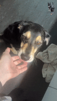 LordBobbel max lord hunde käse GIF