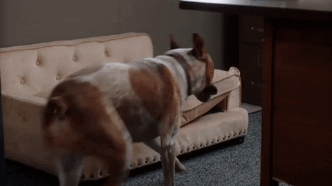 Cattle Dog Must Solve Sundays GIF by Hallmark Mystery