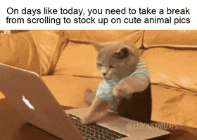 Meme gif. Soft gray cat wearing a blue-and-white striped t-shirt stands in front of a couch and wildly slaps its paws all over the keyboard of an open laptop that is sitting on a coffee table. Text, "On days like today, you need to take a break from scrolling to stock up on cute animal pics."