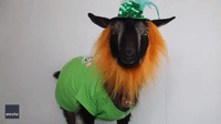 Shake Your Shamrocks: Goats Don St. Patrick's Day Attire