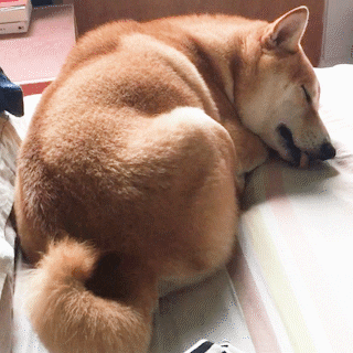 cuteanimalland giphyupload GIF