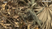 isola 12 GIF by Isola dei Famosi