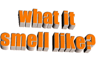 orange what Sticker by AnimatedText
