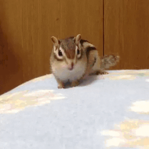 bed sheets GIF