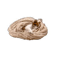 petiquepets dog puppy sleep mondays Sticker