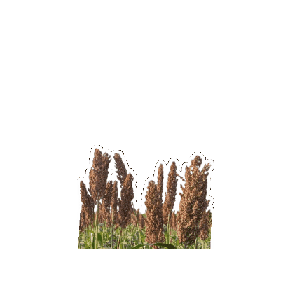 Cadecpy giphygifmaker sorgo semilla guayaco Sticker