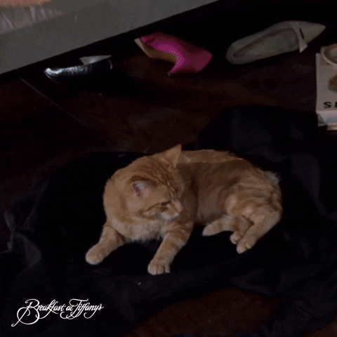 Audrey Hepburn Cat GIF by Paramount Movies