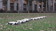 Minicheetahs GIF by MIT