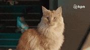 Internet Security GIF by KPN