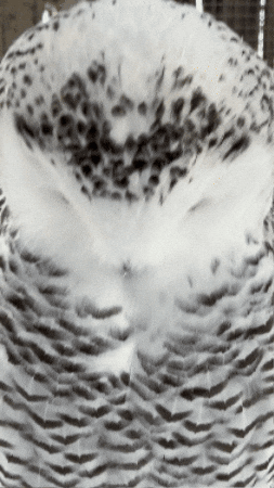 Surprised What Now GIF by Valley Zoo Development Society