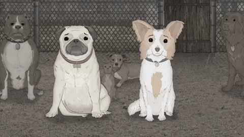 season 1 cats GIF by Animals