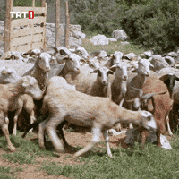 Party Running GIF by TRT