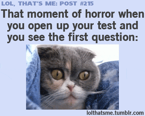 cat horror GIF