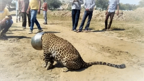 Kamalesh11 giphygifmaker queen trending social GIF
