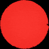 Christmas Reindeer GIF