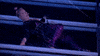 american music awards 2017 pink GIF by AMAs