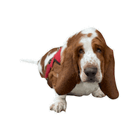 sirius201008 犬 いぬ sirius bassethound Sticker